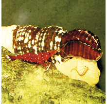 Rote Zwerggarnele auf einer Turmschnecke