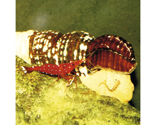 Rote Zwerggarnele auf einer Turmschnecke