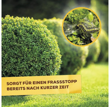 Buchsbaum mit Zünslerbefall, der einen Fraßstopp benötigt