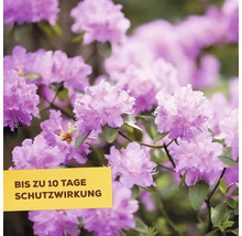 Nahaufnahme von Rhododendronblüten mit dem Hinweis bis zu 10 Tage Schutzwirkung