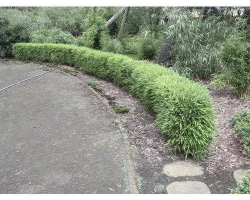 Une rangée de plants de bambou dans le jardin.