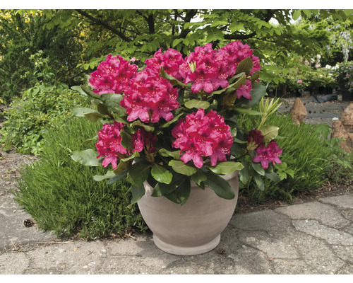 Rhododendron en pot avec des fleurs luxuriantes et des feuilles vertes.