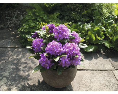 Rhododendron violet dans un pot sur une terrasse.