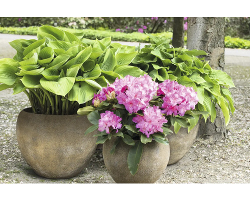 Drei Blumentöpfe mit Funkien und Rhododendren im Garten.