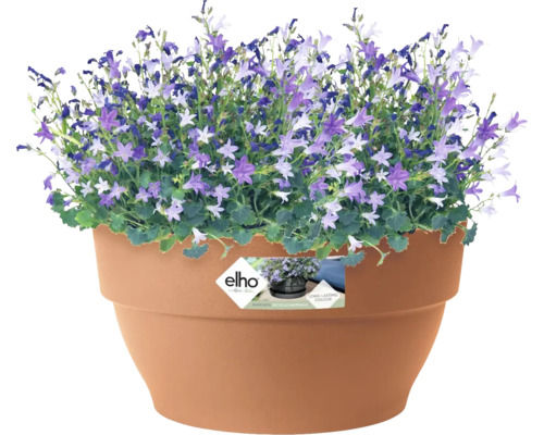 Glockenblumen im Blumentopf