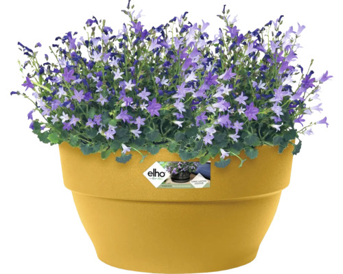 Blumenkasten mit Campanula Blumen