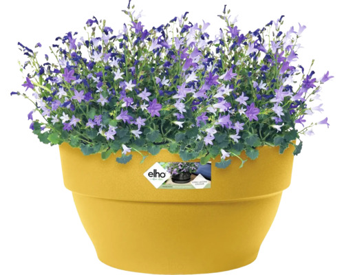 Glockenblumen in einem Blumentopf