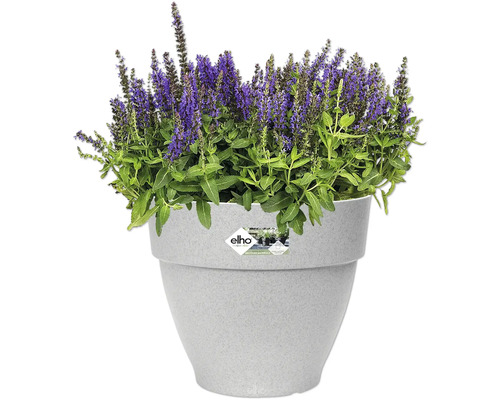 Pot de fleurs avec plante à fleurs violettes