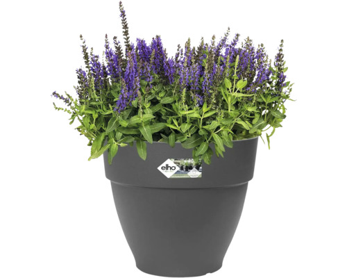 Blumentopf mit blühender Pflanze