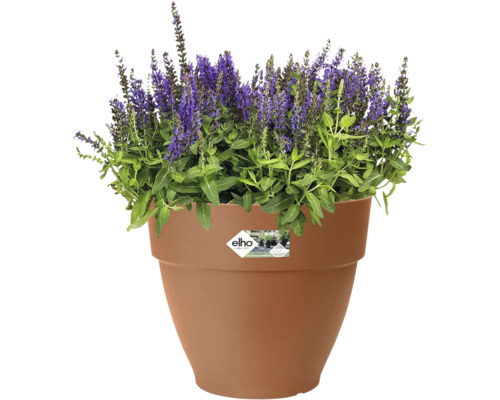 Salbei in einem Blumentopf