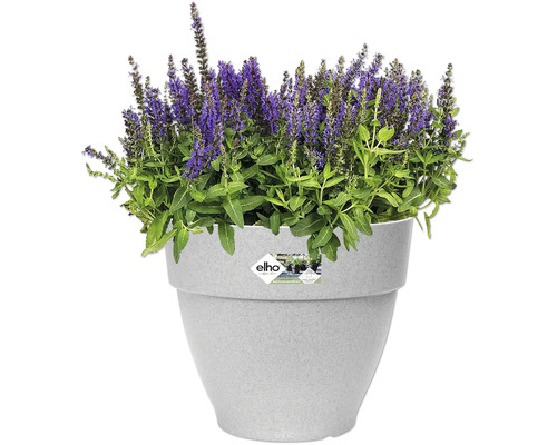 Salbei in grauem Pflanzgefäß