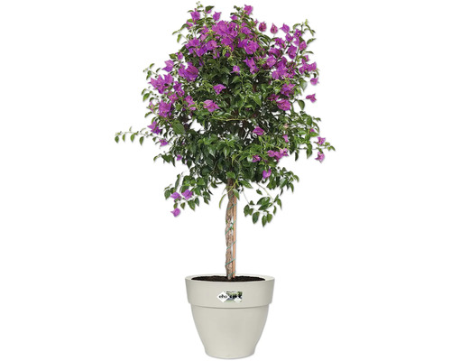Bougainvillea Busch im Topf