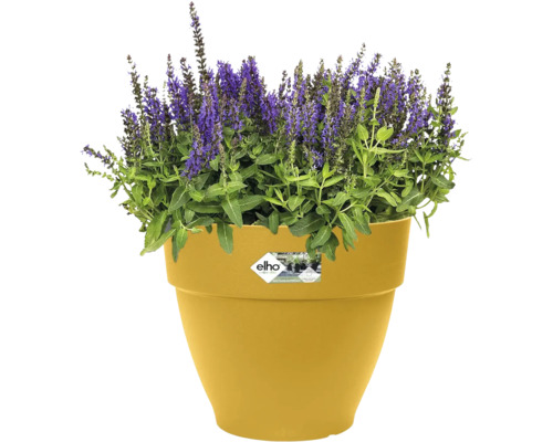 Blumentopf mit lila blühenden Pflanzen