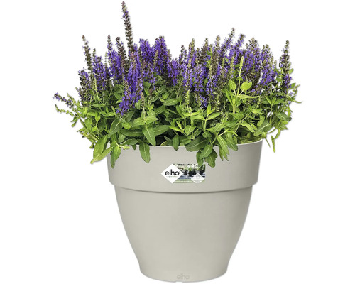 Pot de fleurs avec des plantes à fleurs violettes