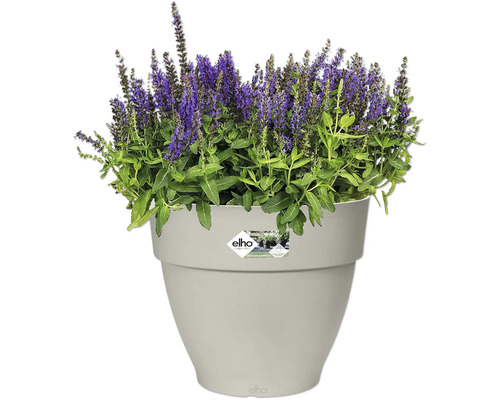 Pot de fleurs avec plante à fleurs violettes