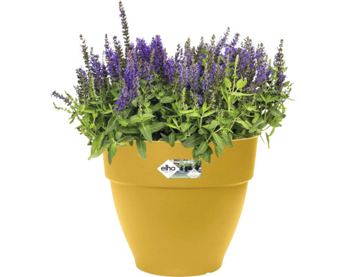 Blumentopf mit blühender Pflanze