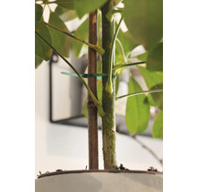 Nahaufnahme einer Zimmerpflanze mit Stützstab