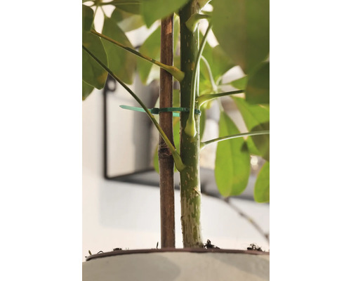 Nahaufnahme einer Zimmerpflanze mit Stützstab