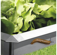 Hochbeet mit Salat und einer Nacktschnecke