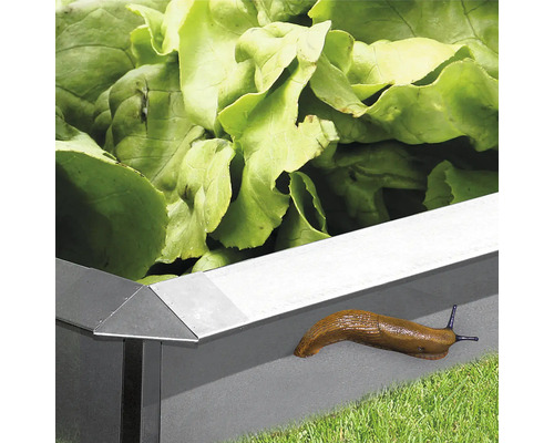 Hochbeet mit Salat und einer Nacktschnecke