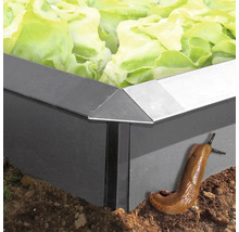 Hochbeet mit Salat und einer Nacktschnecke