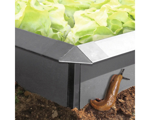 Hochbeet mit Salat und einer Nacktschnecke