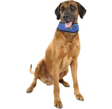 Chien brun avec collier réfrigérant