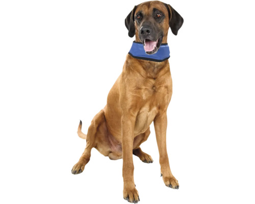 Chien brun avec collier réfrigérant