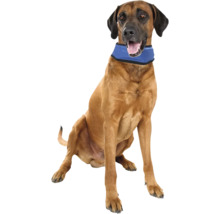 Rhodesian Ridgeback assis avec collier réfrigérant pour chiens