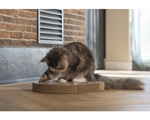 Chat jouant avec un griffoir sur un plancher en bois