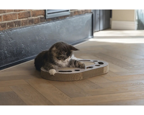Chat Maine Coon sur une planche à gratter en carton