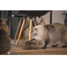 Katze spielt mit einem Katzenkratzbaum auf dem Boden.