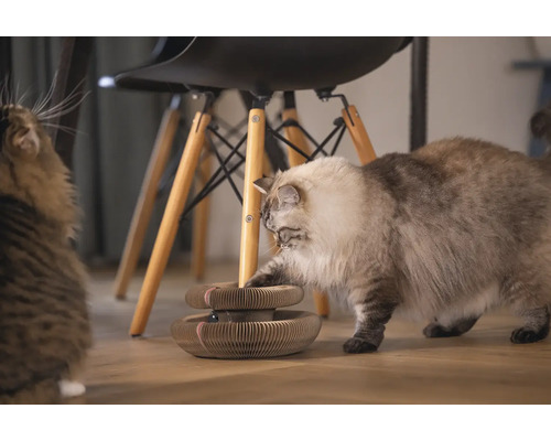 Chat jouant avec un griffoir pour chat sur le sol.