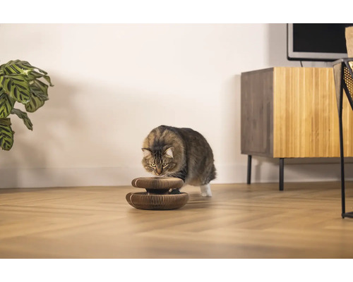 Chat examinant un griffoir en carton dans un salon.