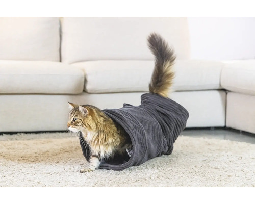 Katze in einem Katzentunnel auf einem Teppich vor einem Sofa