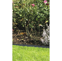 Garten mit Rosen und Rasenfläche