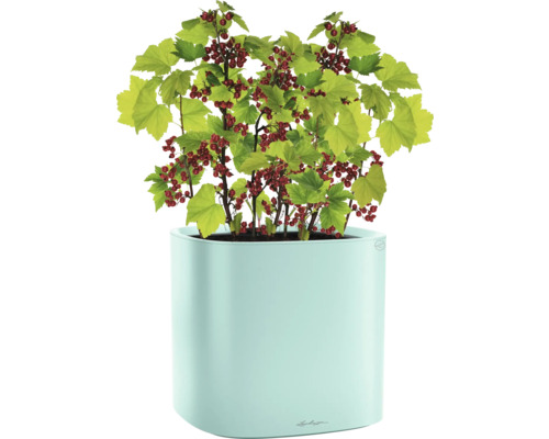 Groseille rouge dans un pot