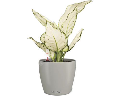 Dieffenbachie Pflanze im grauen Lechuza Blumentopf mit Wasserstandsanzeige