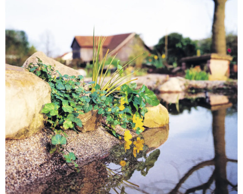 Nahaufnahme eines Gartenteichs mit Steinen und Pflanzen am Ufer