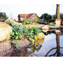 Bord d''étang avec des pierres, des plantes et un reflet dans l''eau