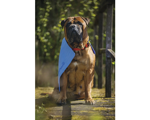 Bullmastiff Hund mit Kühlhandtuch für Hunde
