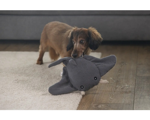 Teckel tient une peluche éléphant grise dans sa gueule