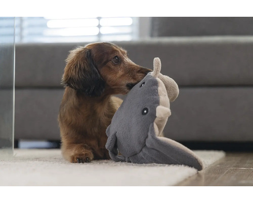 Teckel joue avec une peluche requin