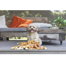 Chien assis devant une sélection de friandises pour chiens à l''extérieur