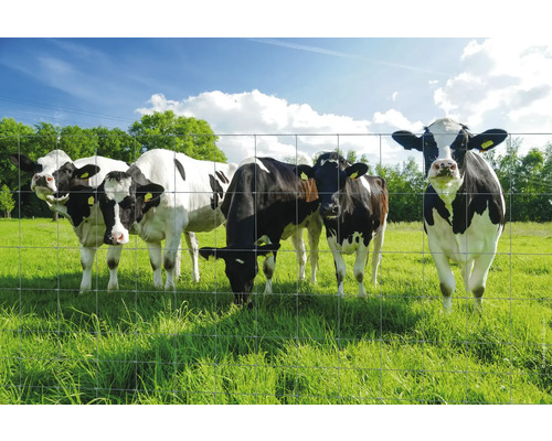 Weidezaun vor Kühen auf einer Wiese