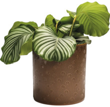 Calathea plante d''intérieur dans un pot