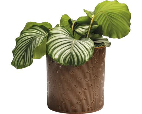 Calathea plante d''intérieur dans un pot