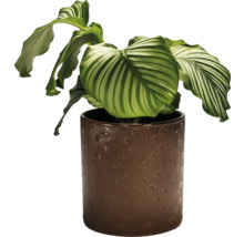 Plante d''intérieur Calathea dans un pot