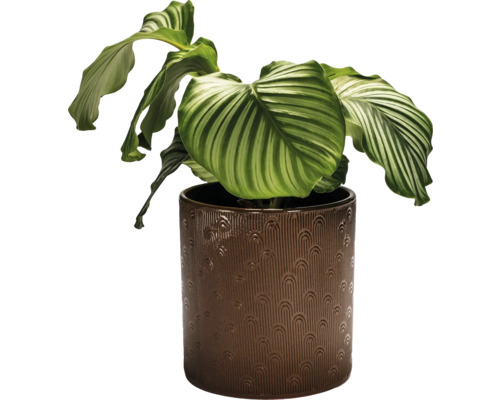 Plante d''intérieur Calathea dans un pot