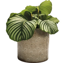Zimmerpflanze Calathea in einem dekorativen Topf
